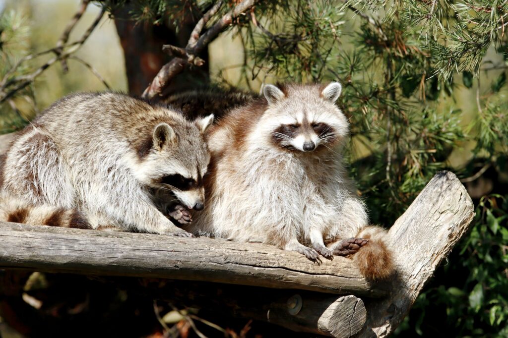 Two raccoons sitting on a log surrounded by lush greenery on a sunny day.